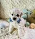 Bichonpoo Puppies for sale in Somerset, KY, USA. price: $800