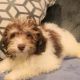 Bichonpoo Puppies for sale in Houston, TX, USA. price: $800