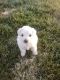 Bichonpoo Puppies for sale in Pintura, UT 84720, USA. price: NA