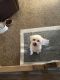 Bichonpoo Puppies for sale in Dayton, OH, USA. price: NA