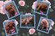 Bichonpoo Puppies for sale in Addison, NY 14801, USA. price: NA