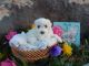 Bichonpoo Puppies for sale in Pintura, UT 84720, USA. price: NA