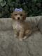 Bichonpoo Puppies for sale in Queens, NY, USA. price: NA