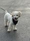 Bichonpoo Puppies for sale in Fort Lauderdale, FL 33319, USA. price: NA