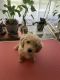 Bichonpoo Puppies for sale in Ohio City, Cleveland, OH, USA. price: $1,500