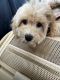 Bichonpoo Puppies for sale in Norfolk, VA 23507, USA. price: $800