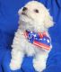 Bichonpoo Puppies for sale in Reidsville, NC 27320, USA. price: NA