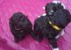 Bichonpoo Puppies for sale in Gwinnett County, GA, USA. price: NA