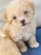 Bichonpoo Puppies for sale in Ontario, CA 91764, USA. price: NA