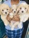 Bichonpoo Puppies