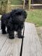 Bichonpoo Puppies for sale in Great Falls, VA, USA. price: NA