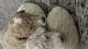 Bichonpoo Puppies for sale in Miami, FL, USA. price: $3,000
