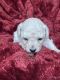 Bichonpoo Puppies for sale in Hinton, WV 25951, USA. price: $1,200