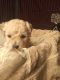 Bichonpoo Puppies for sale in Upper Marlboro, MD 20772, USA. price: $750