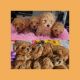Bichonpoo Puppies for sale in 115 W 850 S, Heber City, UT 84032, USA. price: $1,800