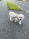 Bichonpoo Puppies for sale in Boston, MA, USA. price: NA