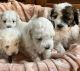 Bichonpoo Puppies for sale in North Manchester, IN 46962, USA. price: NA