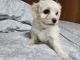Bichonpoo Puppies for sale in Rochester, NY 14606, USA. price: NA