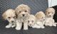 Bichonpoo Puppies for sale in Munfordville, KY 42765, USA. price: NA