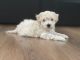 Bichonpoo Puppies for sale in Allentown, PA, USA. price: NA