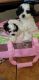 Bichonpoo Puppies for sale in Hampton, VA, USA. price: $1,200