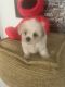 Bichonpoo Puppies for sale in Olive Branch, MS 38654, USA. price: $550