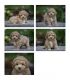 Bichonpoo Puppies for sale in Philadelphia, PA, USA. price: $900