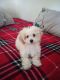 Bichonpoo Puppies for sale in Akron, OH, USA. price: $500