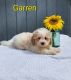 Bichonpoo Puppies for sale in Sugarcreek, OH 44681, USA. price: $499