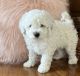 Bichonpoo Puppies for sale in North Manchester, IN 46962, USA. price: $550