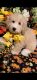 Bichonpoo Puppies for sale in Uniontown, OH 44685, USA. price: $500