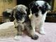 Bichonpoo Puppies