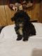 Bichonpoo Puppies for sale in Clyde, TX 79510, USA. price: $750