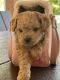 Bichonpoo Puppies for sale in Newnan, GA, USA. price: $1,500