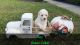 Bichonpoo Puppies for sale in Graham, NC, USA. price: $1,200