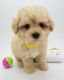 Bichonpoo Puppies for sale in Pittsburgh, PA, USA. price: $400