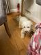 Bichonpoo Puppies for sale in Randolph, MA 02368, USA. price: $600