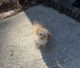 Bichonpoo Puppies for sale in Columbia, South Carolina. price: $2,000