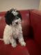 Bichonpoo Puppies for sale in Baldwin, New York. price: $1,500