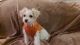 Bichonpoo Puppies for sale in Winchester, Virginia. price: $800