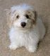 Bichonpoo Puppies for sale in Ashland, OH 44805, USA. price: $900