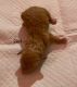 Bichonpoo Puppies for sale in Chesterfield, Virginia. price: $1,500
