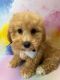 Bichonpoo Puppies for sale in Brooklyn, New York. price: $1,100