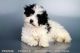 Bichonpoo Puppies for sale in Chula Vista, CA, USA. price: NA