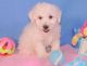 Bichonpoo Puppies for sale in Austonio, TX 75835, USA. price: NA