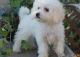 Bichonpoo Puppies for sale in Colorado Springs, CO, USA. price: NA
