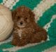Bichonpoo Puppies for sale in Miami Gardens, FL, USA. price: $250