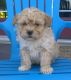 Bichonpoo Puppies for sale in Canton, OH, USA. price: NA