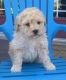 Bichonpoo Puppies for sale in Canton, OH, USA. price: $795