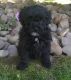 Bichonpoo Puppies for sale in Canton, OH, USA. price: $695